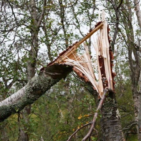 Sverir bolir hafa sums staðar kubbast í sundur. Ljósmynd: Pétur Halldórsson