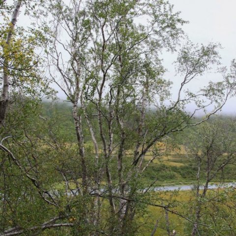 Kvarðinn kominn upp í tæplega 14 metra hæð. Ljósmynd: Pétur Halldórsson