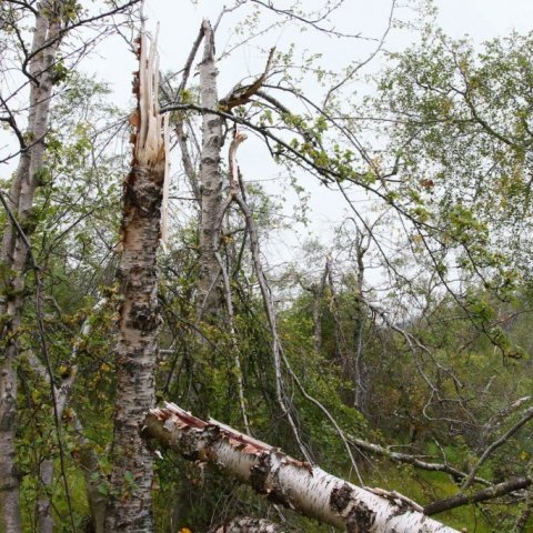Hér hafa stór tré þurft að lúta í valinn fyrir snjóþyngslum og stórviðrum. Ljósmynd: Pétur Halldórsson