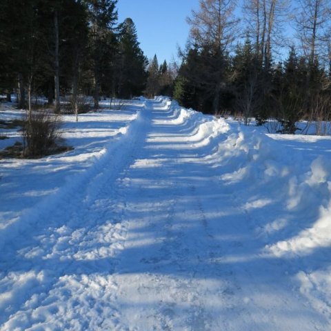 Talsverður snjór er enn í Hallormsstaðaskógi en nú hefur verið rudd leið í Trjásafninu til að auðvelda fólki að stunda útivist í veirufárinu. Ljósmynd: Bergrún Arna Þorsteinsdóttir