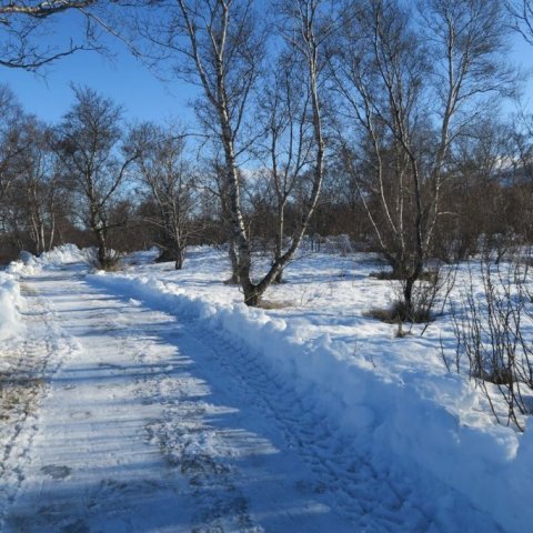 Hallormsstaðabirkið nýtur sín vel í síðvetrarsólinni. Ljósmynd: Bergrún Arna Þorsteinsdóttir