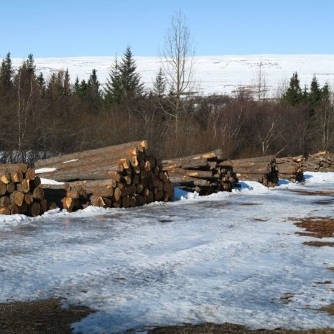 Myndarlegir bolir bíða flettingar við starfstöðina á Hallormsstað. Ljósmynd: Bergrún Arna Þorsteinsdóttir