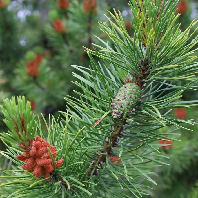 Köngull á fyrsta ári og karlkynhirslur sem losað hafa frjó. Ljósmynd: Pétur Halldórsson