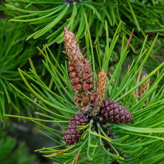 Karlkynhirslur að myndast og köngull frá fyrra ári. Ljósmynd: Pétur Halldórsson
