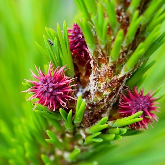 Kvenblóm eða öllu heldur köngulvísar eða kynhirslur á stafafuru. Ljósmynd: Pétur Halldórsson