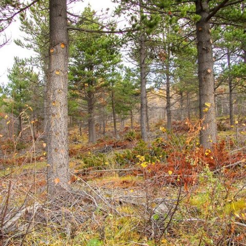 Nýgrisjaður og bjartur stafafuruskógur. Ljósmynd: Pétur Halldórsson