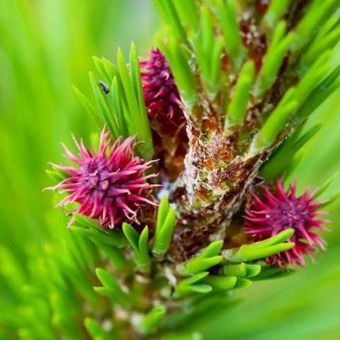 Kvenblóm eða öllu heldur köngulvísar eða kynhirslur á stafafuru. Ljósmynd: Pétur Halldórsson