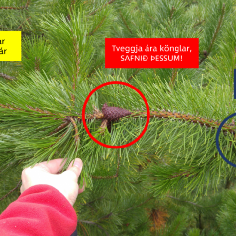 Skýringarmynd sem sýnir þrjár kynslóðir köngla