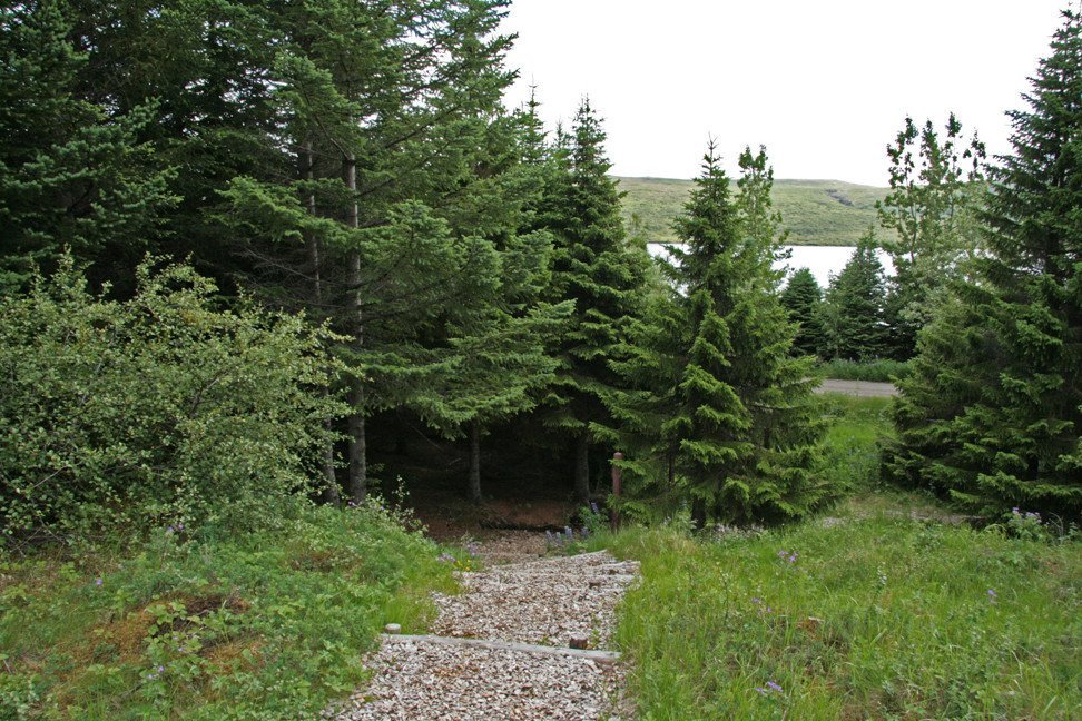 Í Stálpastaðaskógi