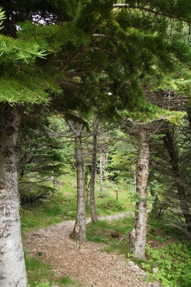 Í Stálpastaðaskógi