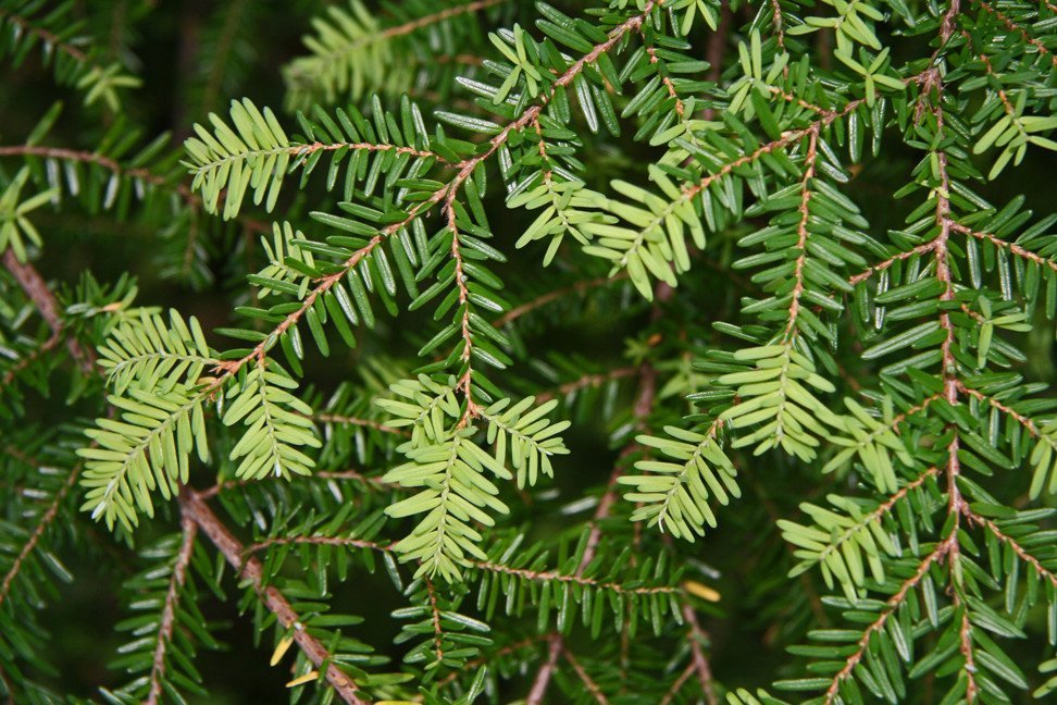 Í Stálpastaðaskógi