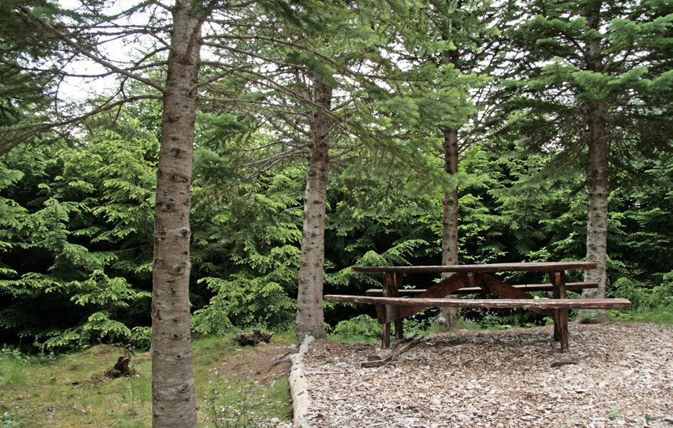 Áningarstaður í Stálpastaðarskógi