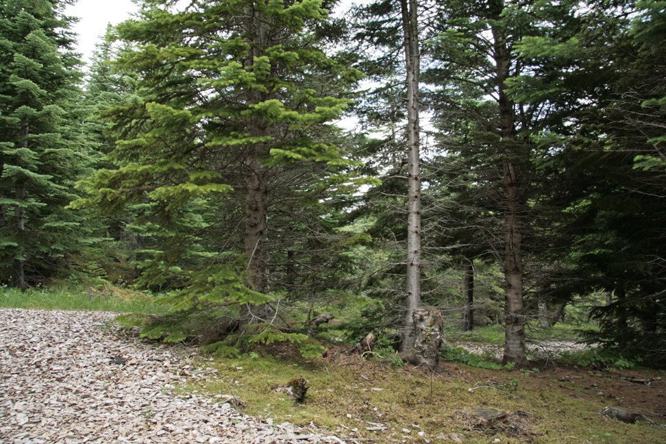 Í Stálpastaðaskógi