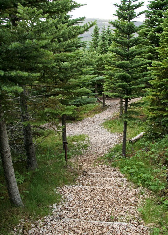 Í Stálpastaðaskógi