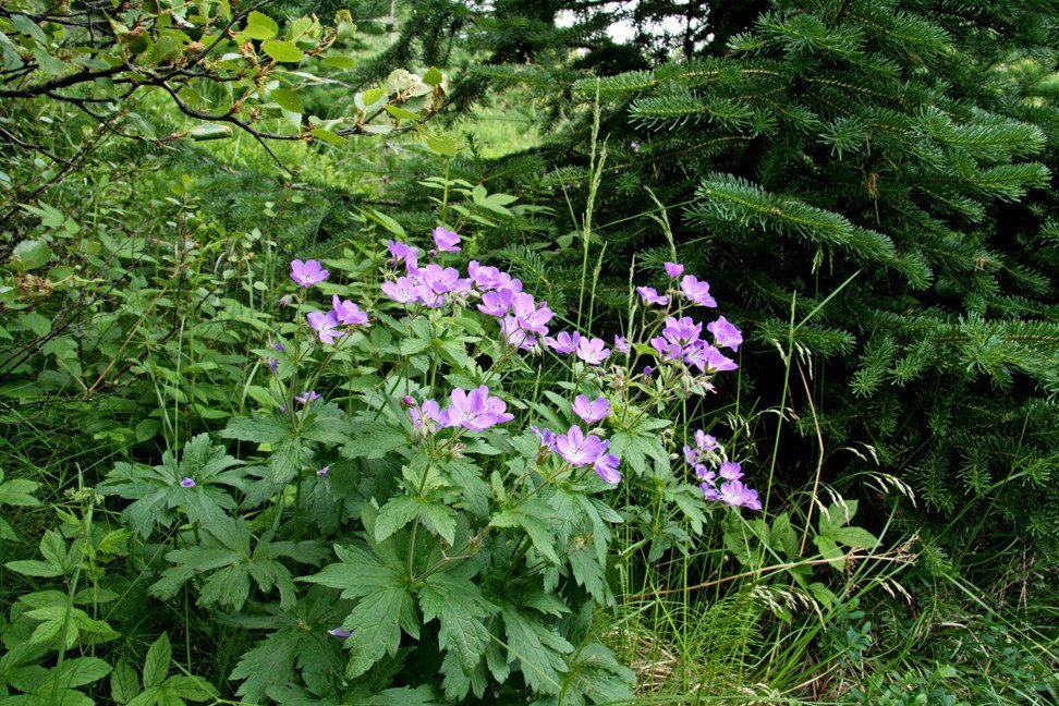 Í Stálpastaðaskógi