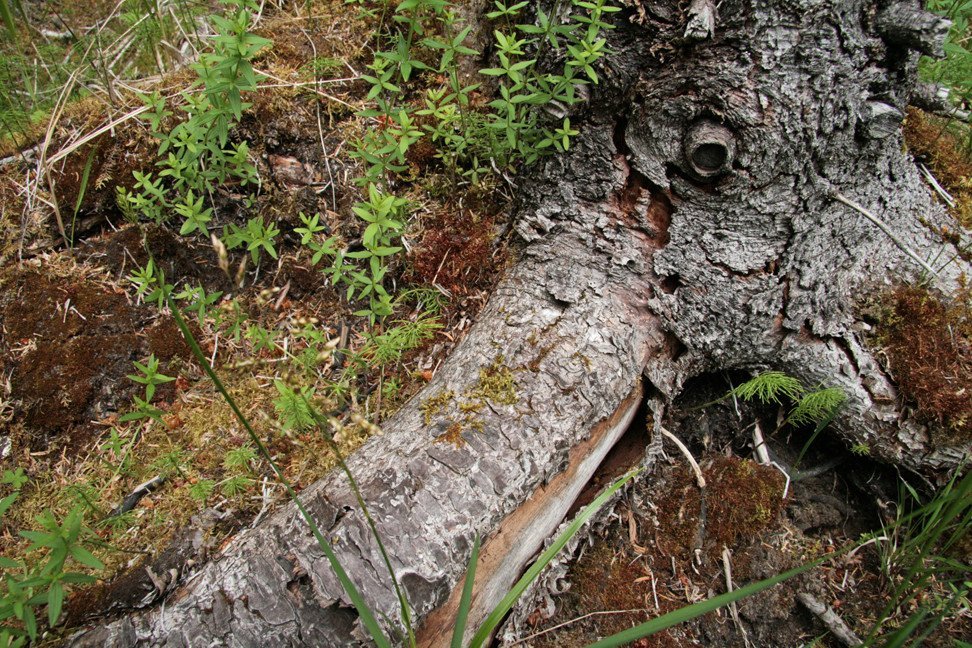 Í Stálpastaðaskógi