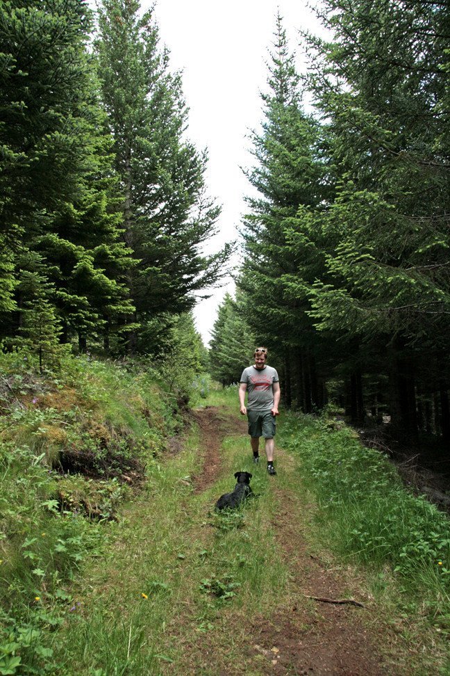 Í Stálpastaðaskógi