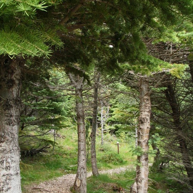 (mynd: Esther Ösp Gunnarsdóttir)