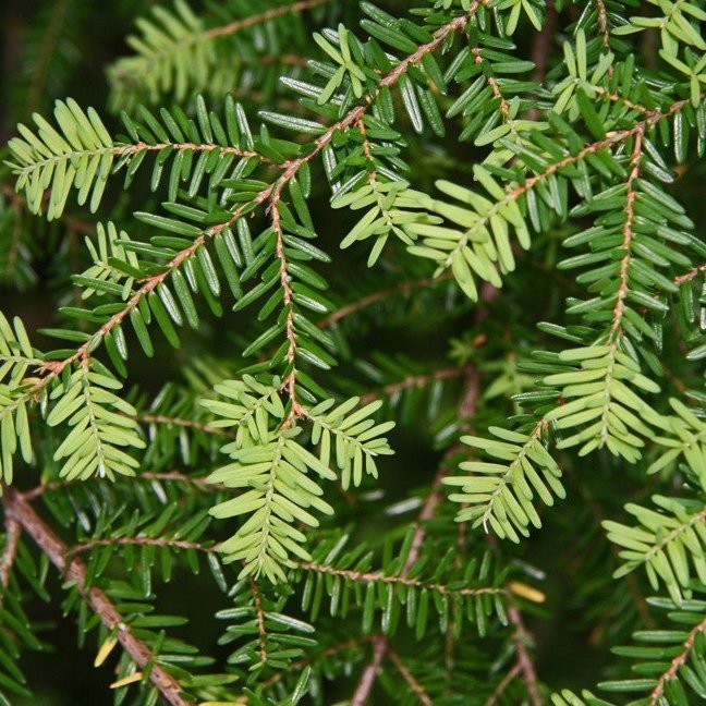 (mynd: Esther Ösp Gunnarsdóttir)