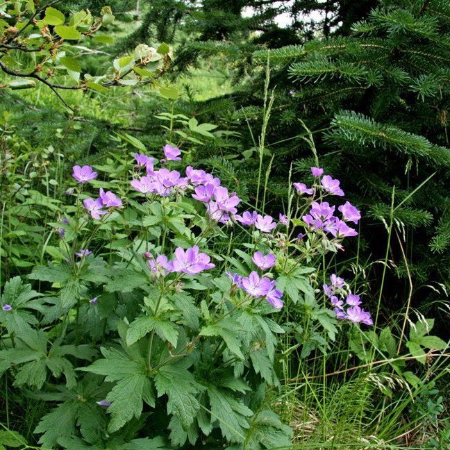 (mynd: Esther Ösp Gunnarsdóttir)