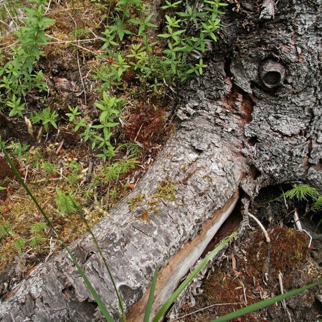 (mynd: Esther Ösp Gunnarsdóttir)