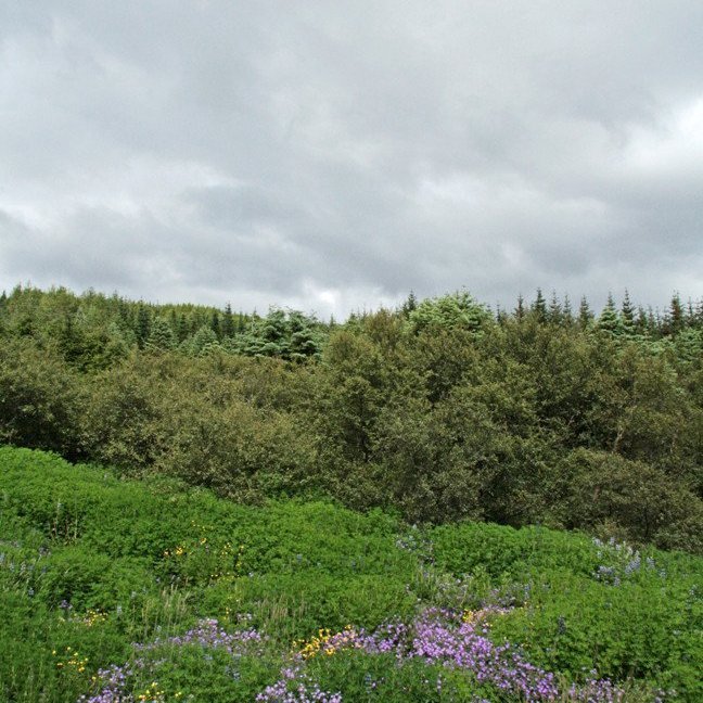 (mynd: Esther Ösp Gunnarsdóttir)