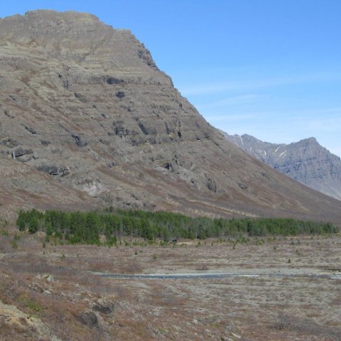 Stafafurureiturinn í Steinadal 2010. Ljósmynd: Þór Þorfinnsson