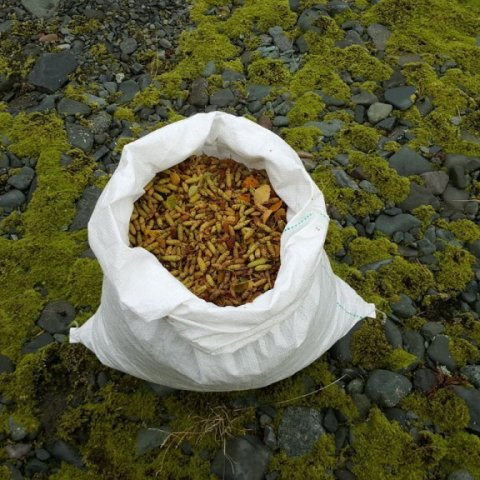 Í þessum sekk af birkifræi úr Steinadal eru milljónir fræja sem geta munu af sér þróttmikið birki með ræktun í gróðrarstöðvum. Þetta birki verður gróðursett vítt og breitt um landið. Ljósmynd: Þröstur Eysteinsson