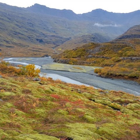 Nokkuð kemur á óvart hve birkið úr Steinadal reynist vel í tilraunum um allt land. Þar bæði lifir það og vex betur en ýmis önnur íslenski birkikvæmi þótt í heimkynnum sínum í Steinadal sé það lágvaxið og kræklótt. Ljósmynd: Þröstur Eysteinsson