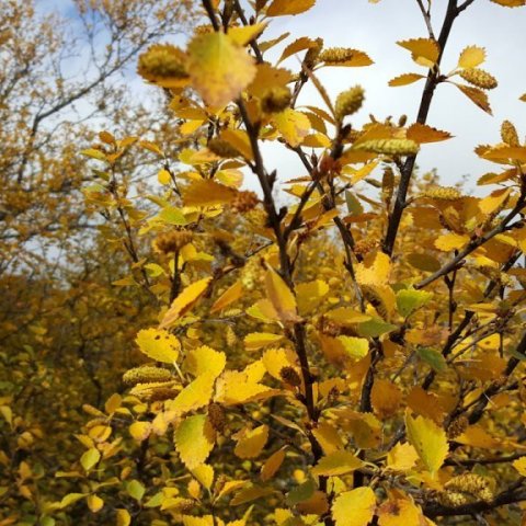 Steinadalsbirki hlaðið fræreklum haustið 2020 og engin merki að sjá um óværu, bara fallegan, gulan haustlit sem er haustlitur birkis sem ekki er blandað fjalldrapa. Ljósmynd: Þröstur Eysteinsson