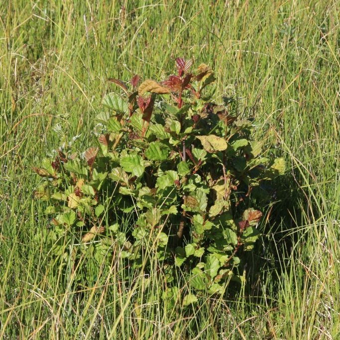 Svartelri á áttunda sumri í foraðsblautri mýri í Skarðshólum í Hornafirði. Nánast öll trén lifðu gróðursetningu en þau sem eru í mestu bleytunni vaxa hægt. Ljósmynd: Þorbergur Hjalti Jónsson
