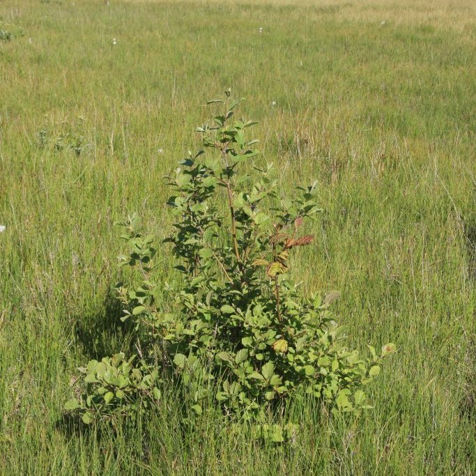 Svartelri á áttunda sumri í blautri, óraskaðri mýri í Skarðshólum í Hornafirði. Tréð er farið að teygja úr sér þrátt fyrir bleytu og samkeppni. Til að fá góðan elrivöxt þarf framræslu sem gefur 30-40 cm á grunnvatn. Ljósmynd: Þorbergur Hjalti Jónsson.