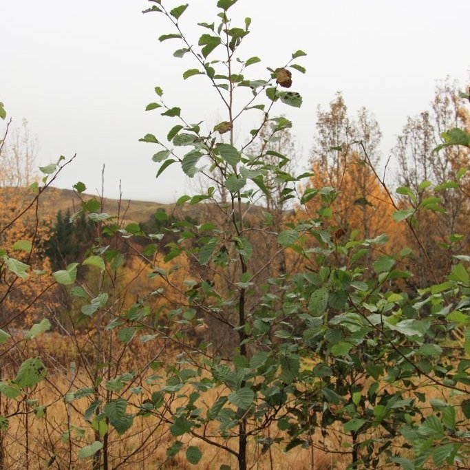 Ungt svartelri í byrjun október 2017 á röku landi við  tjörnina á Mógilsá. Tréð er 2,37 metra hátt, toppsproti sumarsins 1,1 metri og var ókalinn vorið 2018. Ljósmynd: Þorbergur Hjalti Jónsson 