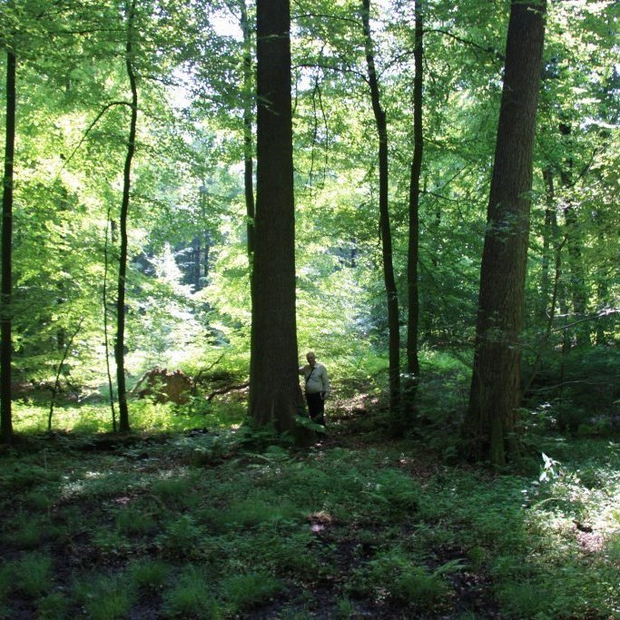 Greinarhöfundur við vænt svartelri í skógi furstans af Bentheim-Steinfurt í Neðra-Saxlandi. Jarðvegurinn er mjög blautur þar sem tréð stendur og illfært drullufen nær.  Ljósmynd: Aðalsteinn Sigurgeirsson.