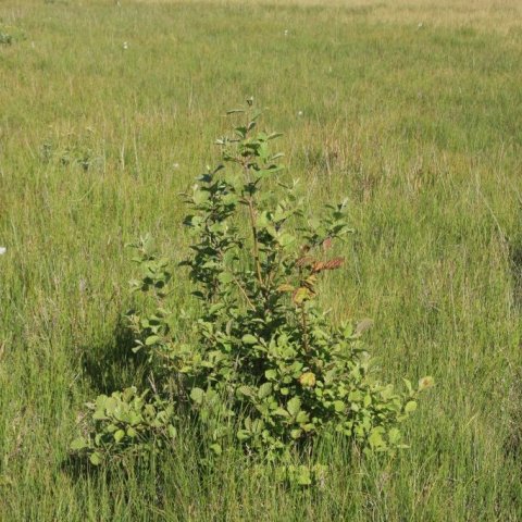 Svartelri á áttunda sumri í blautri, óraskaðri mýri í Skarðshólum í Hornafirði. Tréð er farið að teygja úr sér þrátt fyrir bleytu og samkeppni. Til að fá góðan elrivöxt þarf framræslu sem gefur 30-40 cm á grunnvatn. Ljósmynd: Þorbergur Hjalti Jónsson.