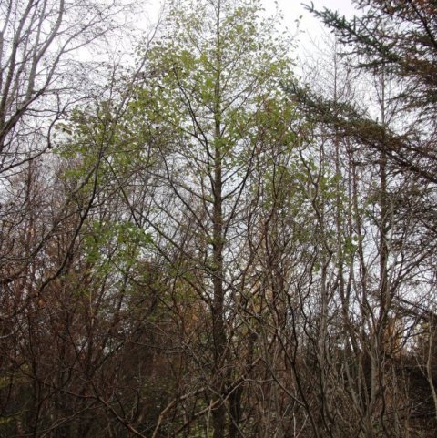 Beinvaxið svartelri eftir 34 sumra vöxt við lækinn á Mógilsá. Kvæmi: Leadpetty, Perthshire, Skotlandi.  Ljósmynd: Þorbergur Hjalti Jónsson