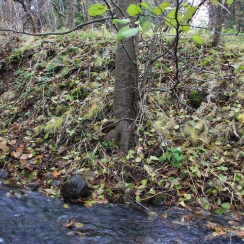 Svartelri á árbakka. Ljósmynd: Þorbergur Hjalti Jónsson