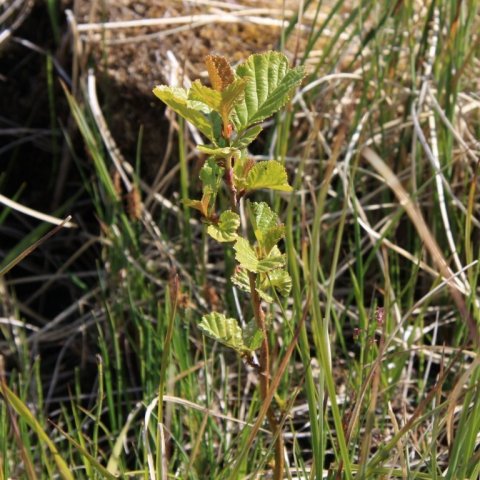 Svartelri á öðru sumri frá gróðursetningu í blautri mýri í Skarðshólum í Hornafirði, gróðursett allaufgað að áliðnum júní beint í blauta og algróna mýrina. Ljósmynd: Þorbergur Hjalti Jónsson