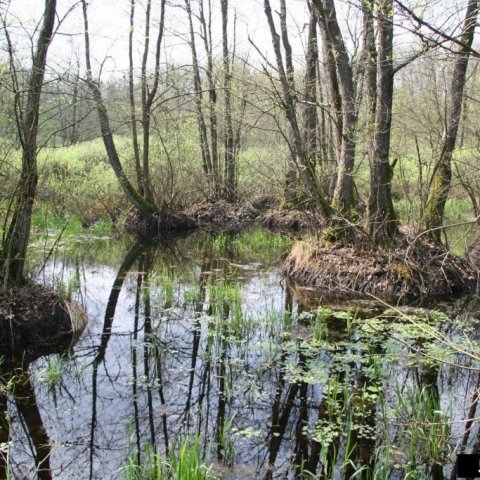 Svartelrifen við Bockerek-erdő, Gelénes, Ungverjalandi. Trjánum dugar smáþúfa upp úr bleytunni. Svartelri  er eina trjátegundin í Evrópu sem getur vaxið í vatnsósa jarðvegi. Ljósmynd: Robert Vidéki