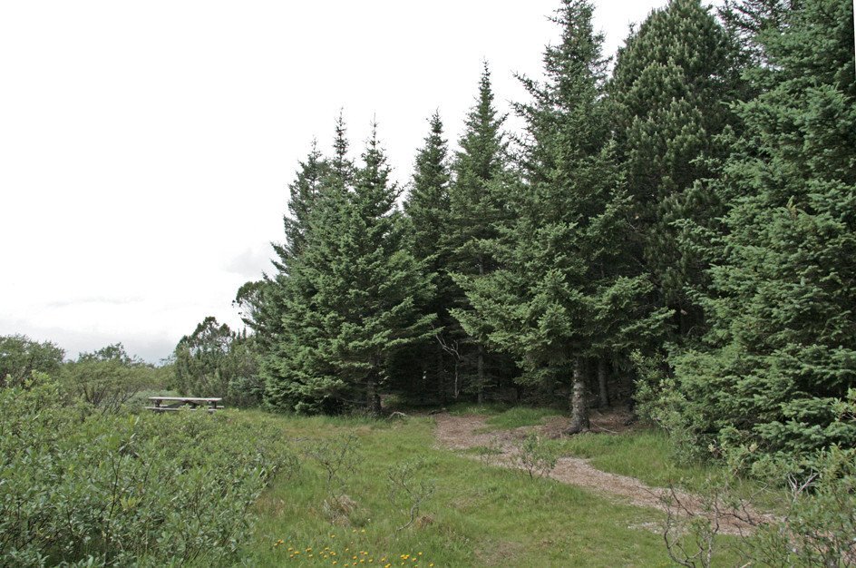 Í furulundinum á Þingvöllum.