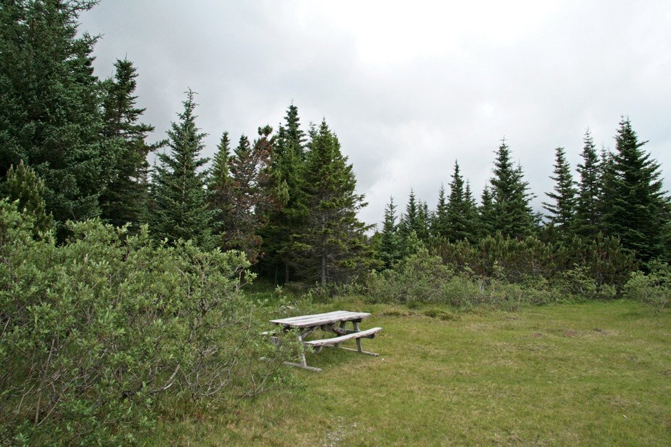 Í furulundinum á Þingvöllum.