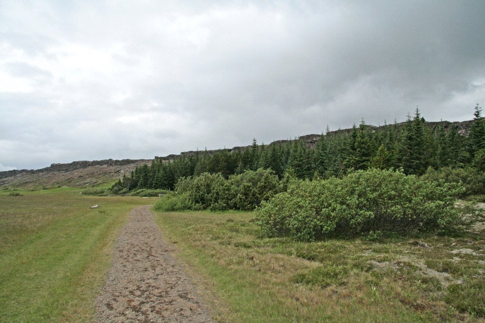 Við furulundinn á Þingvöllum.