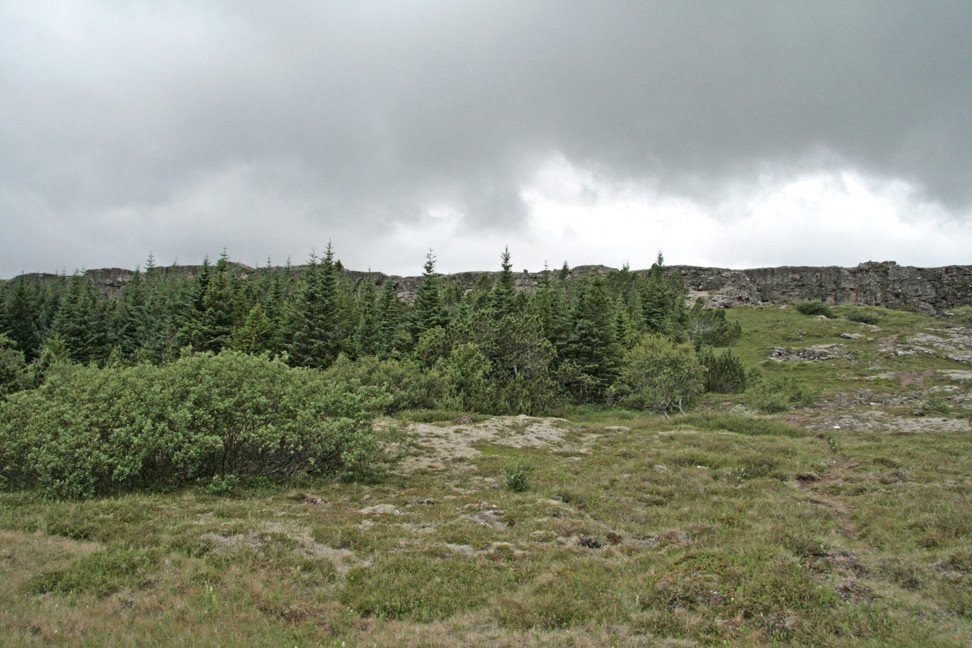 Við furulundinn á Þingvöllum.