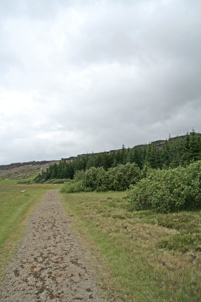 Við furulundinn á Þingvöllum.