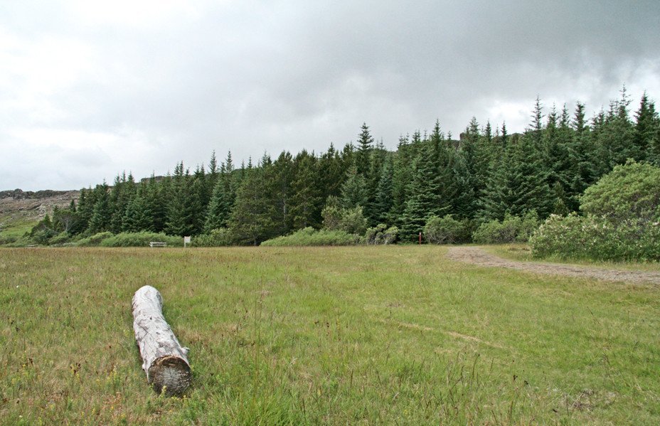 Við furulundinn á Þingvöllum.