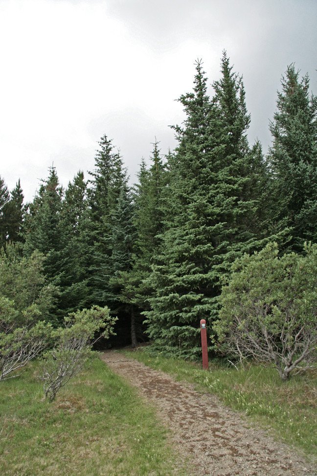 Við furulundinn á Þingvöllum.