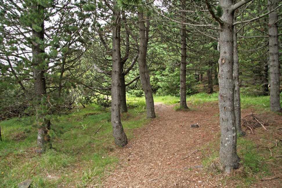 Í furulundinum á Þingvöllum.