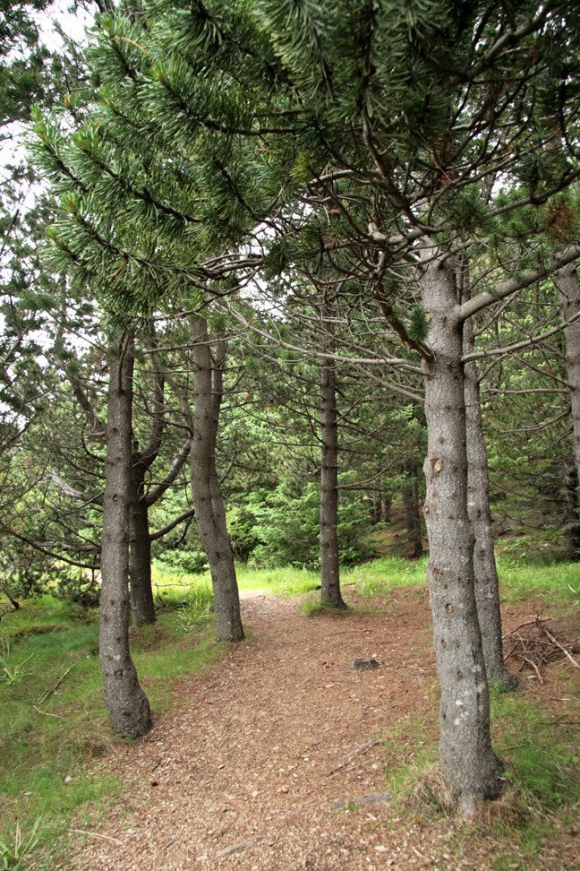 Í furulundinum á Þingvöllum.