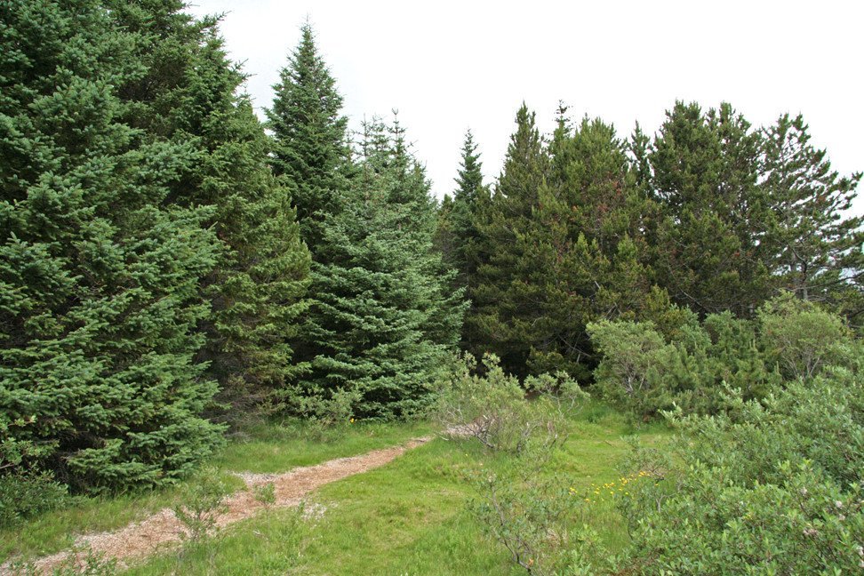 Í furulundinum á Þingvöllum.