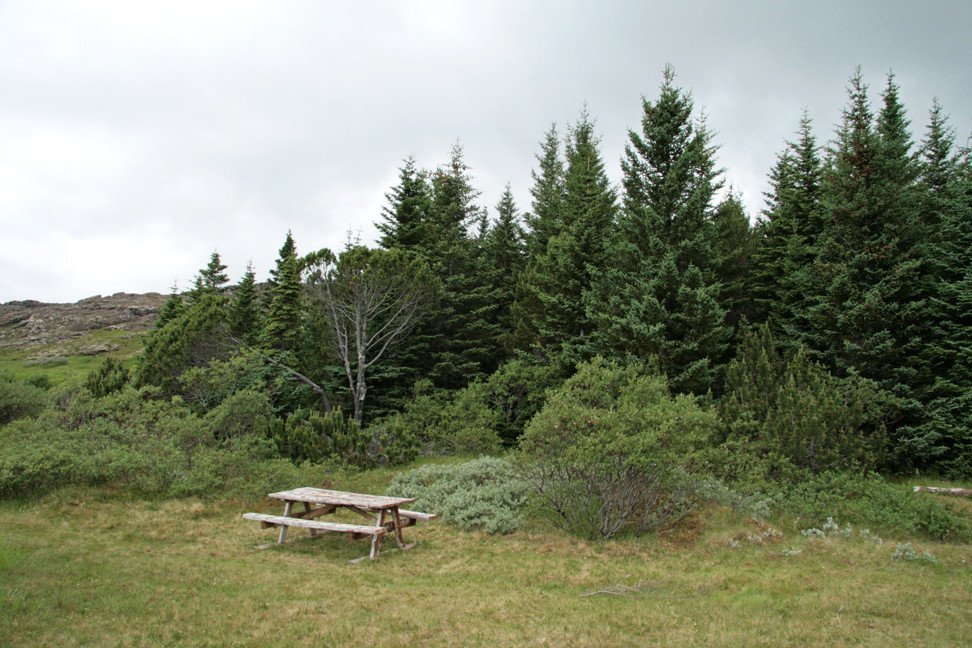Við furulundinn á Þingvöllum.